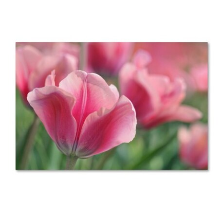 Trademark Fine Art Cora Niele 'Tulip Mirella Pink' Canvas Art, 16x24 ALI1697-C1624GG